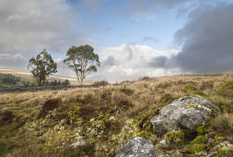 eucalyptus tree Bannau Brycheiniog Landscape.jpg