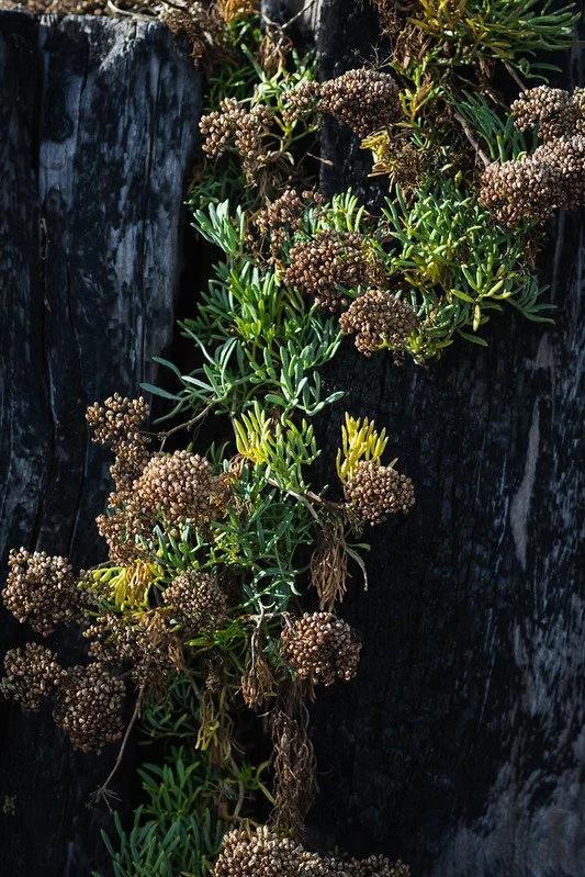 Coastal Rock Samphire