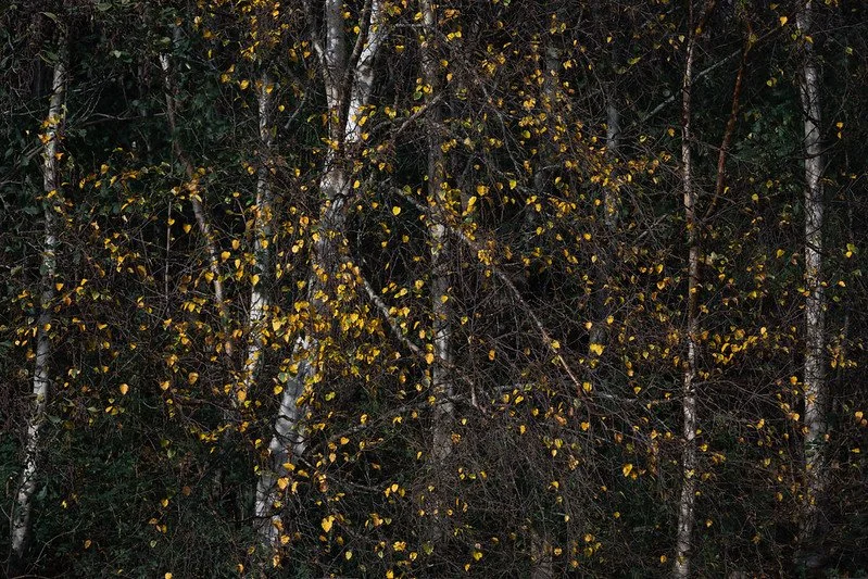 Golden Beads