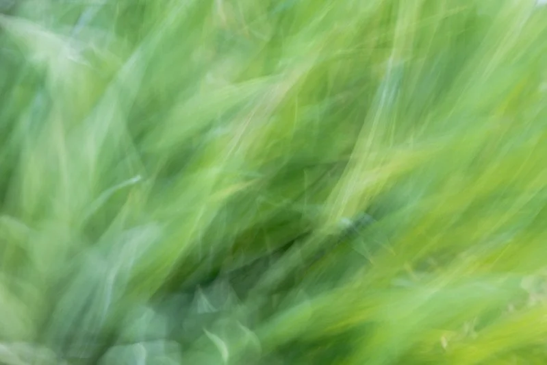 ICM Grass III