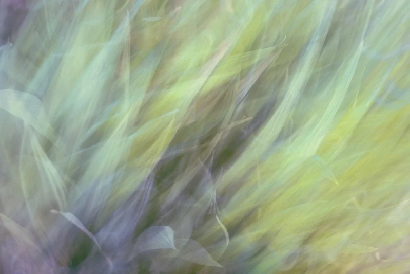 ICM Tinted Grasses