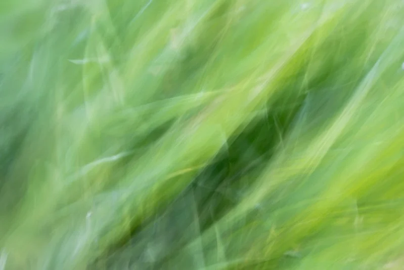 ICM Grass II