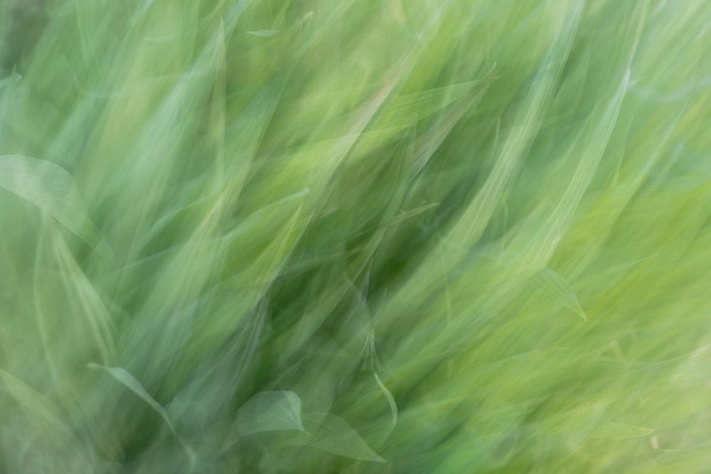 ICM Grass I
