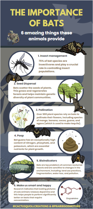 importance of bats.png