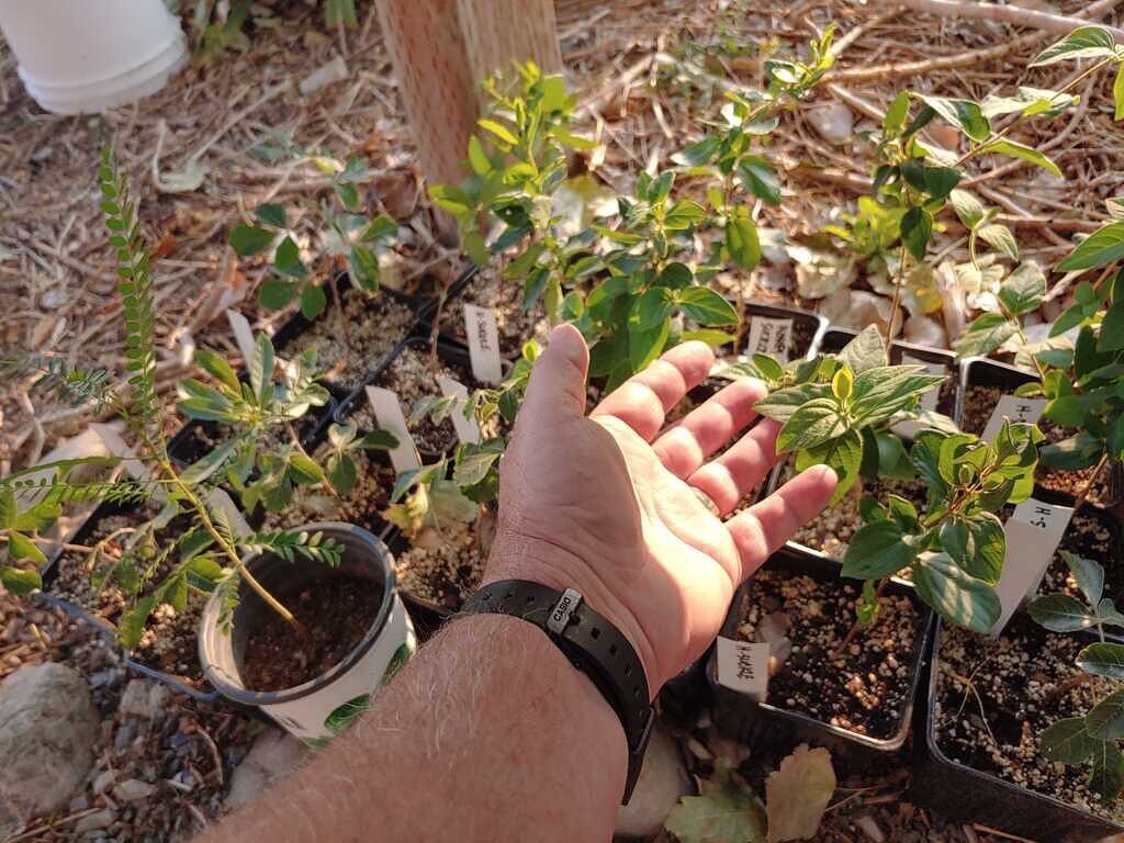 The cuttings are coming along nicely!  Watch for a future episode on how to grow more of the plants you have. (Featuring The Man The Myth The Legend Dirt Farmer Jay&rsquo;s hand)