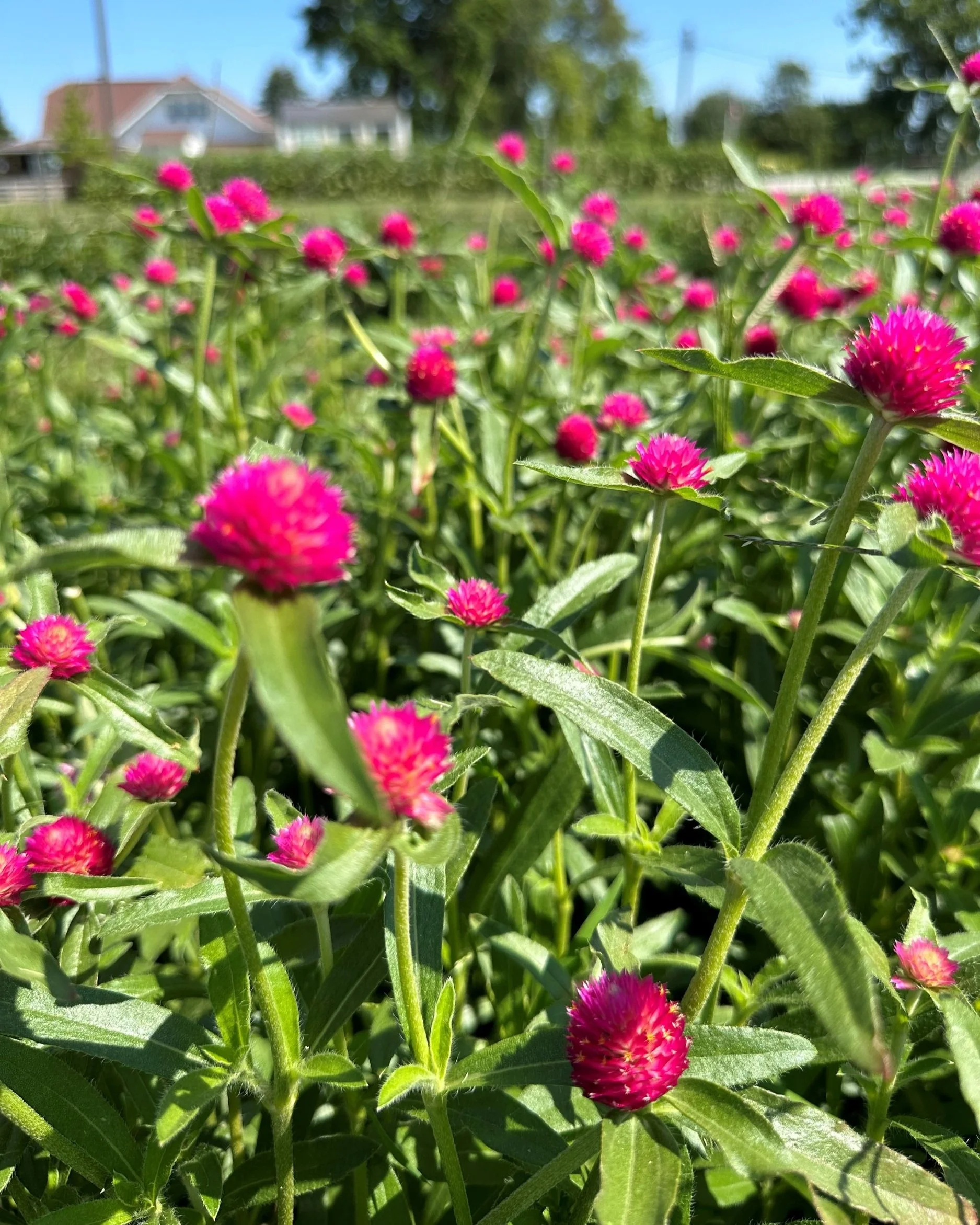 pink+gom.jpg