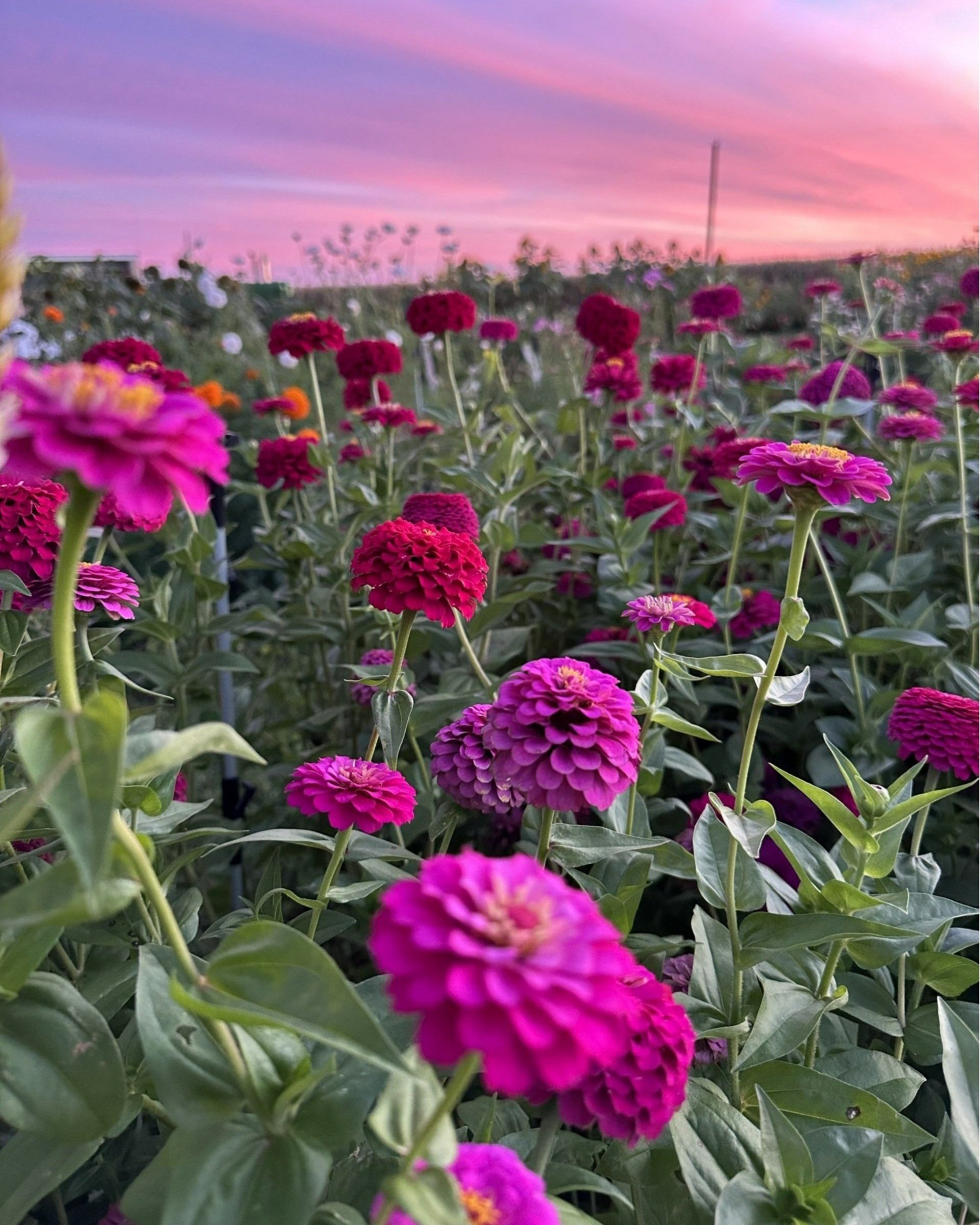 sunset%252Bzinnias.jpg