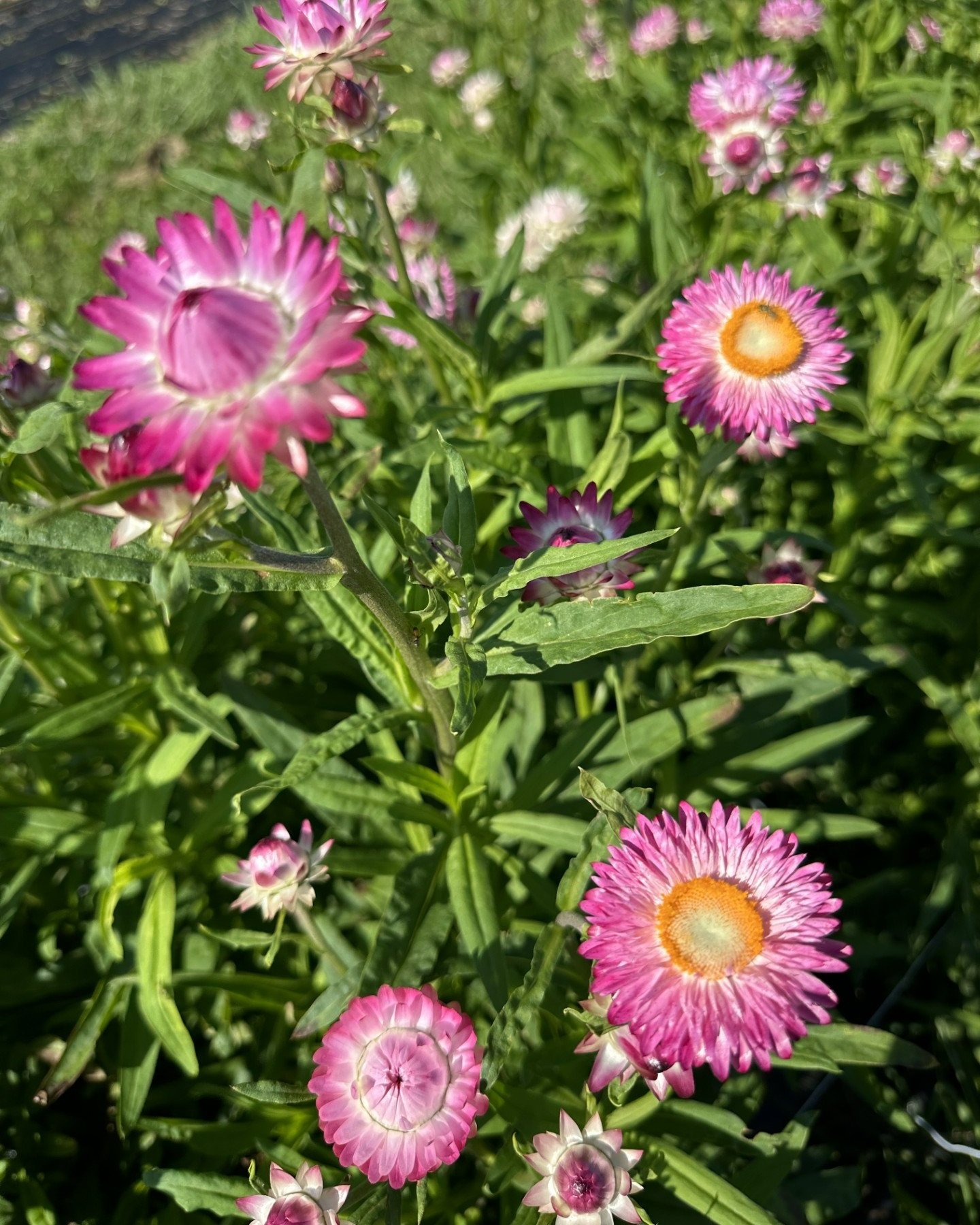 pink+strawflower.jpg