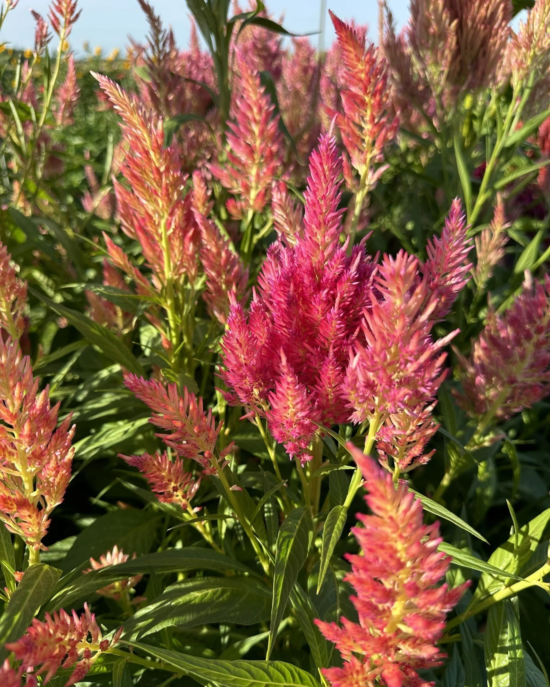 pink%2Bcelosia.jpg