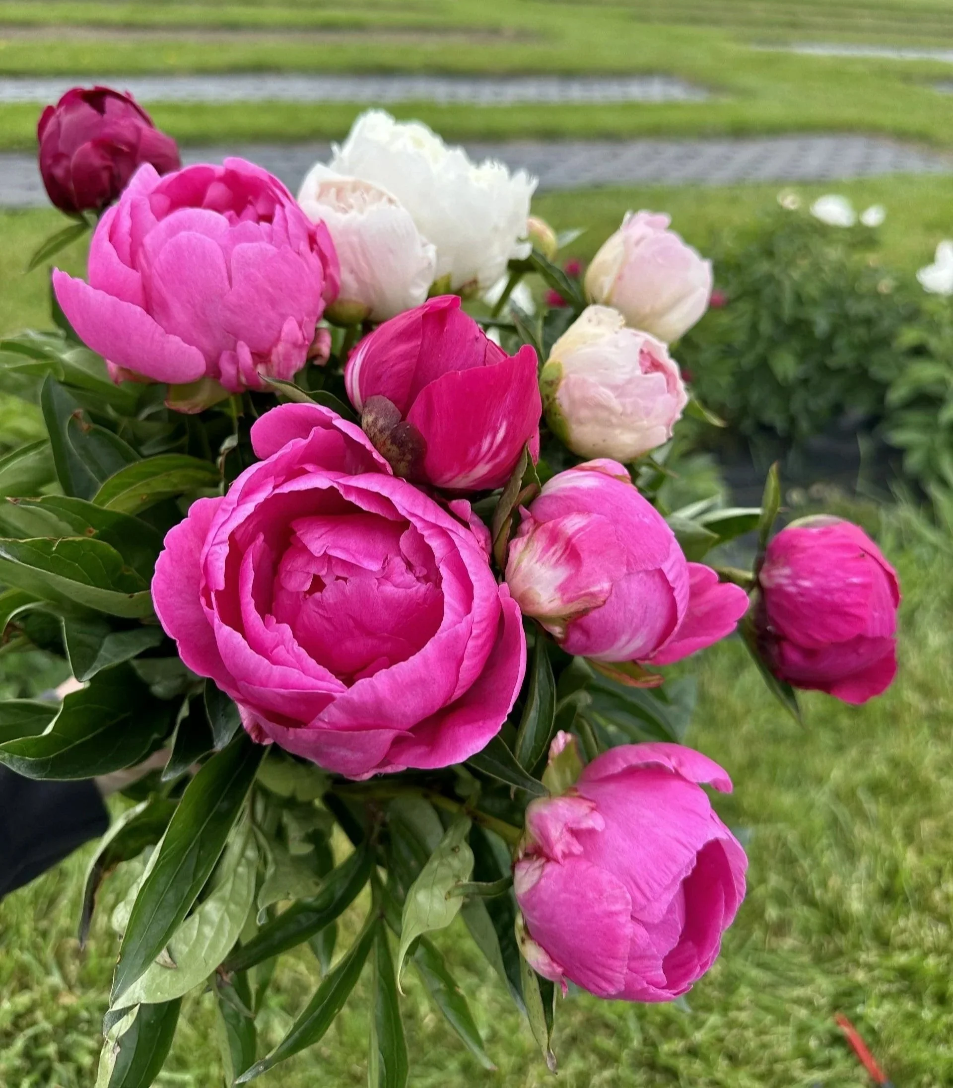 peony.jpg