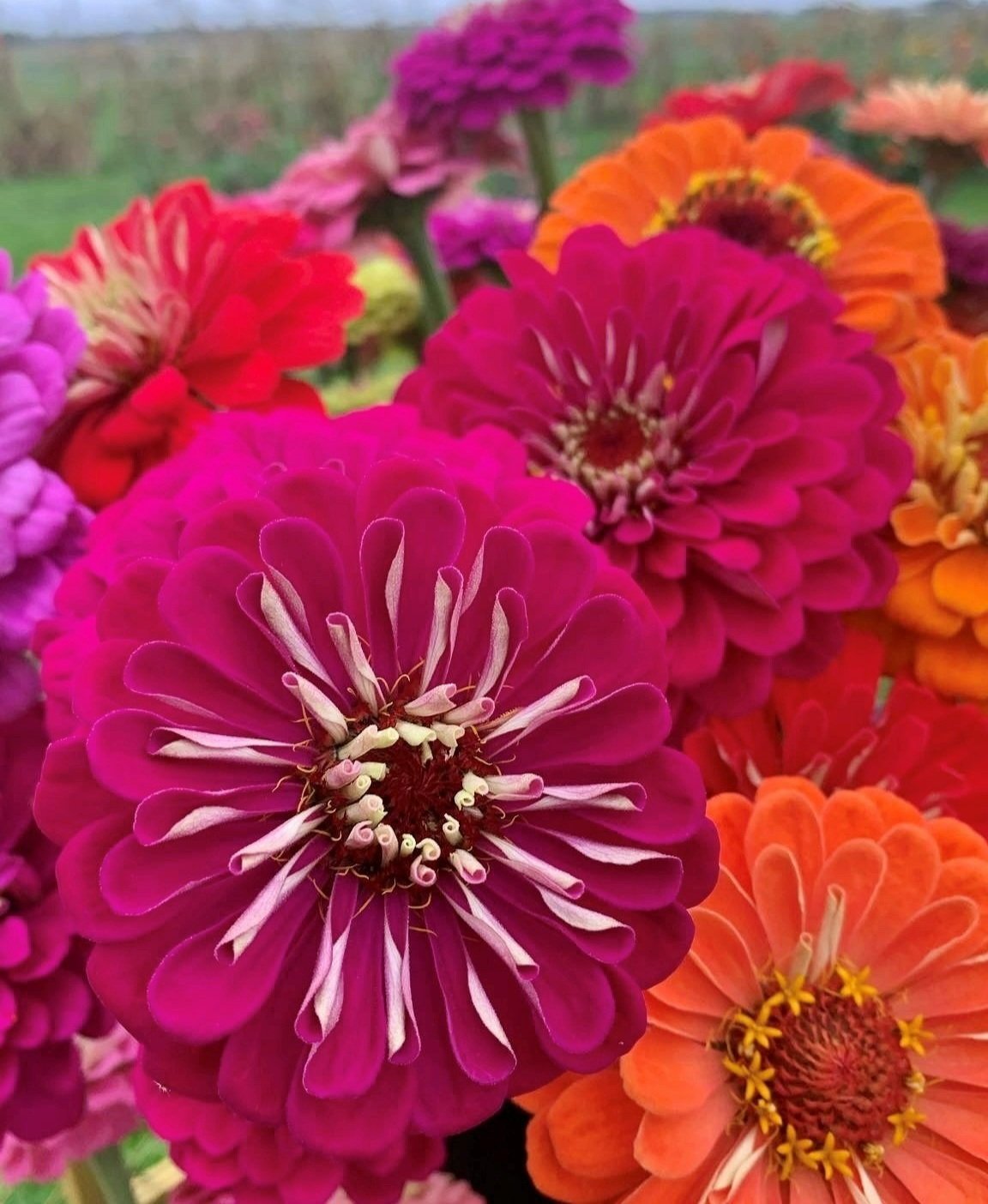 zinnias.jpg