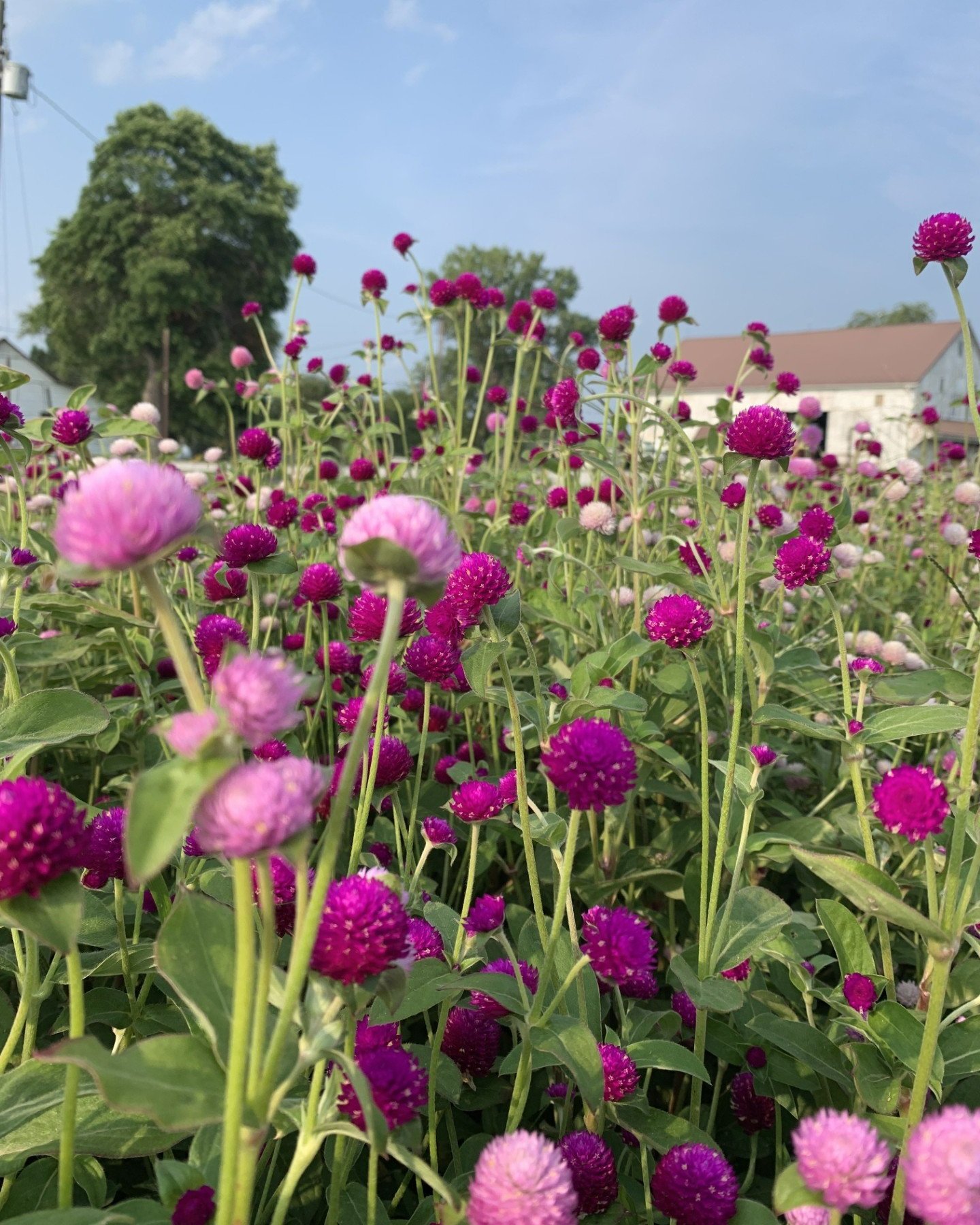 gomphrena1.jpg