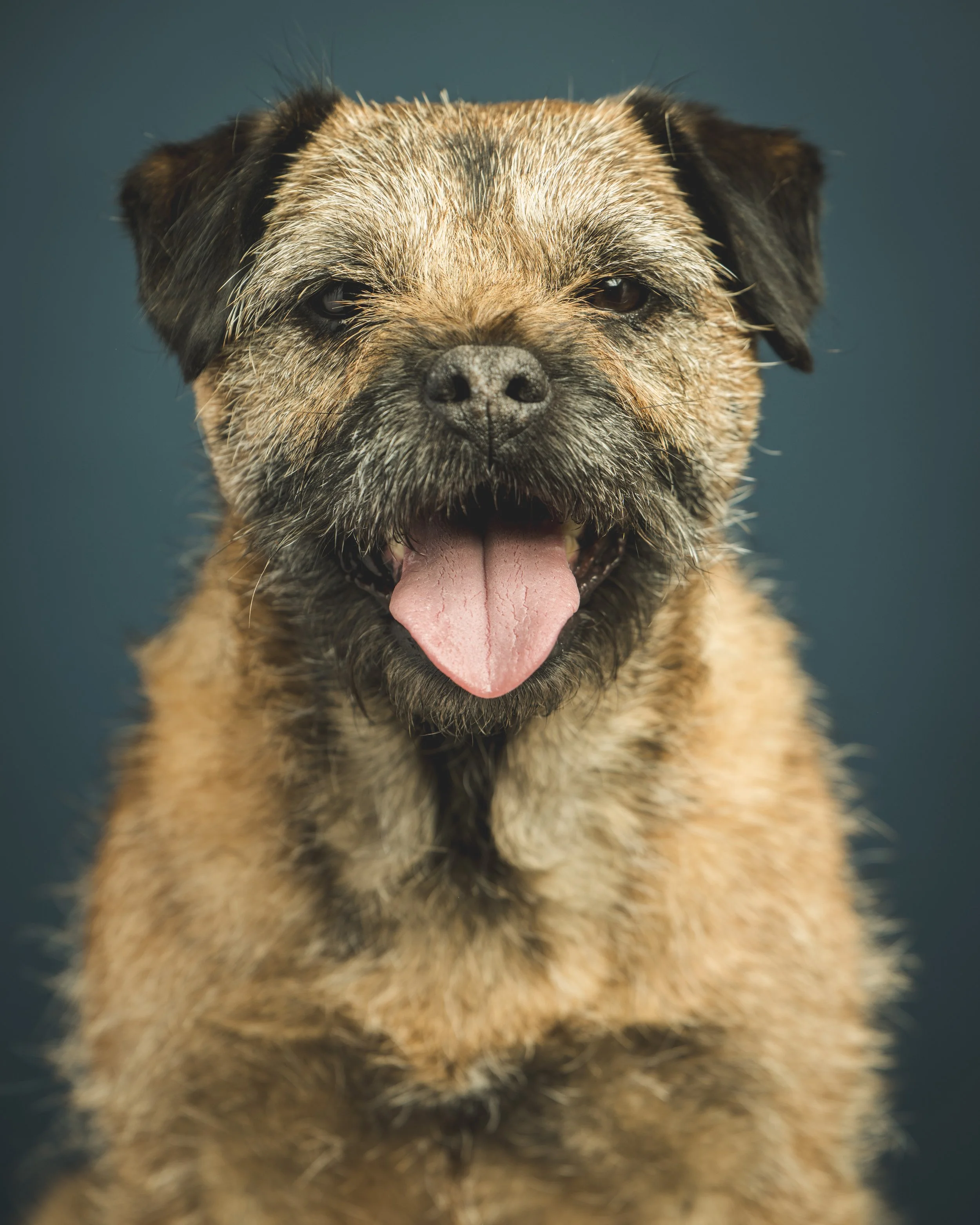 Willow &amp; Fawn: Border Terrier Portrait Session in Royston