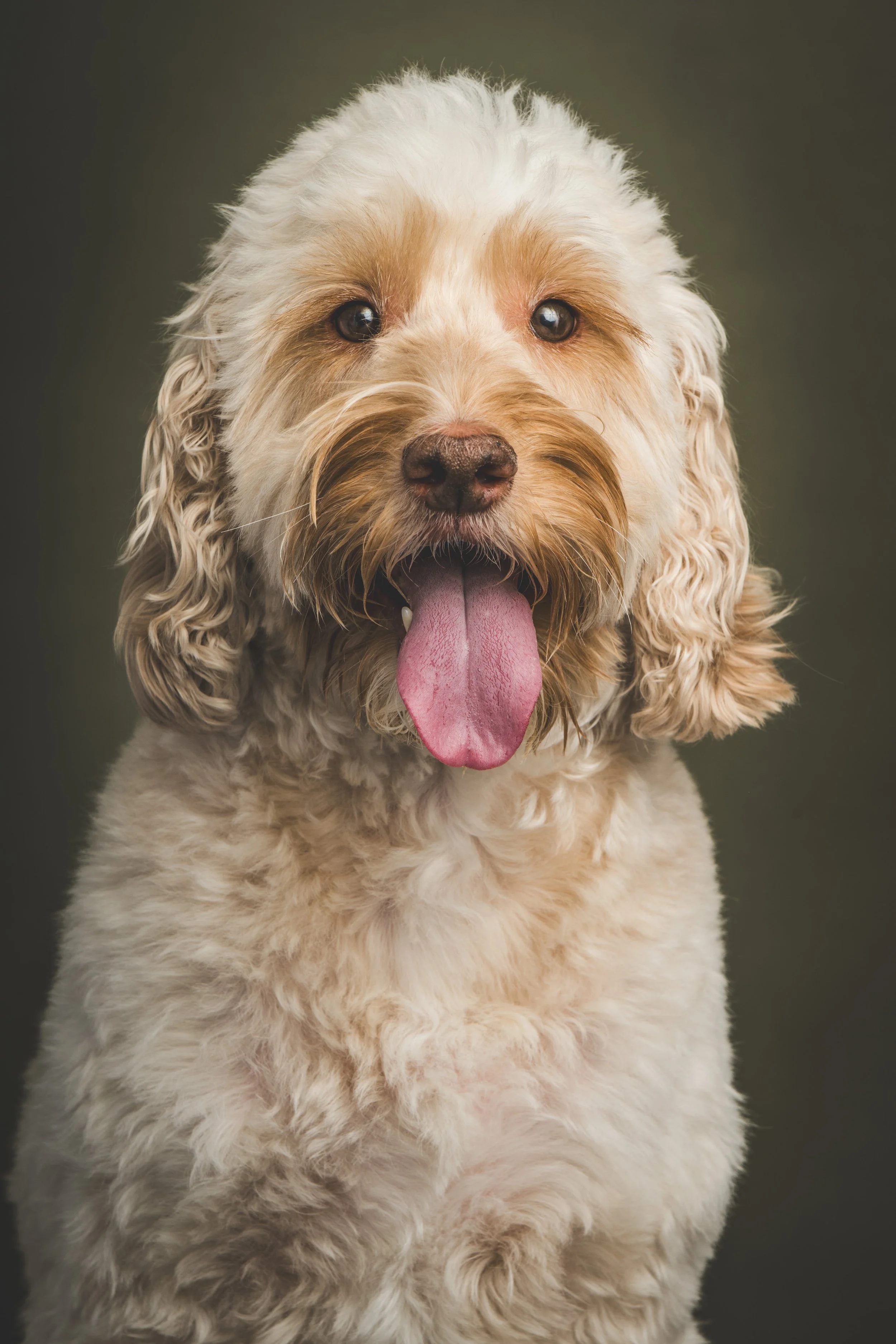 A Cockapoo Called Thor (And a Very Exciting Tesco Toy)