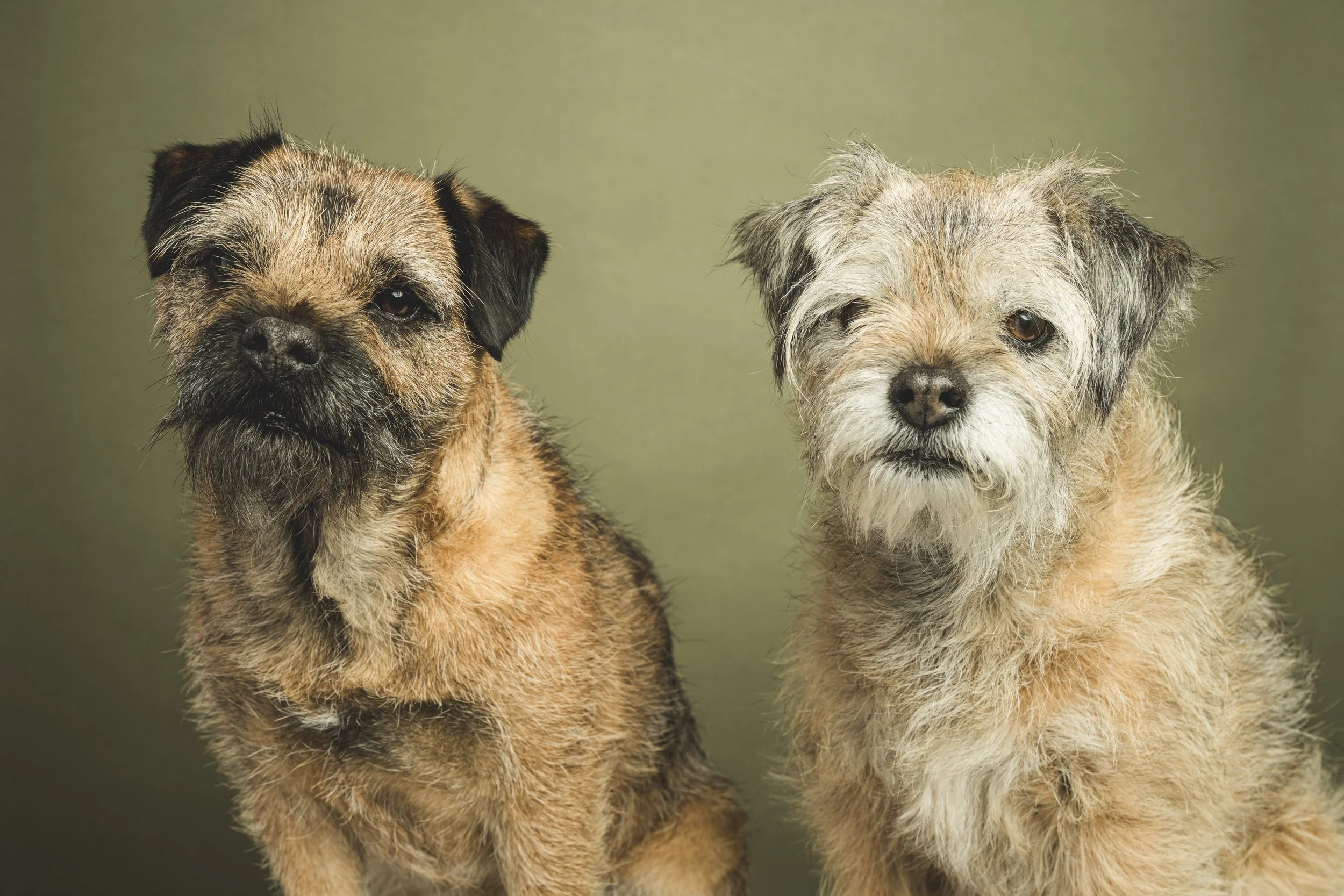 Double studio portrait of Willow and Fawn, two Border Terriers, seated side by side.