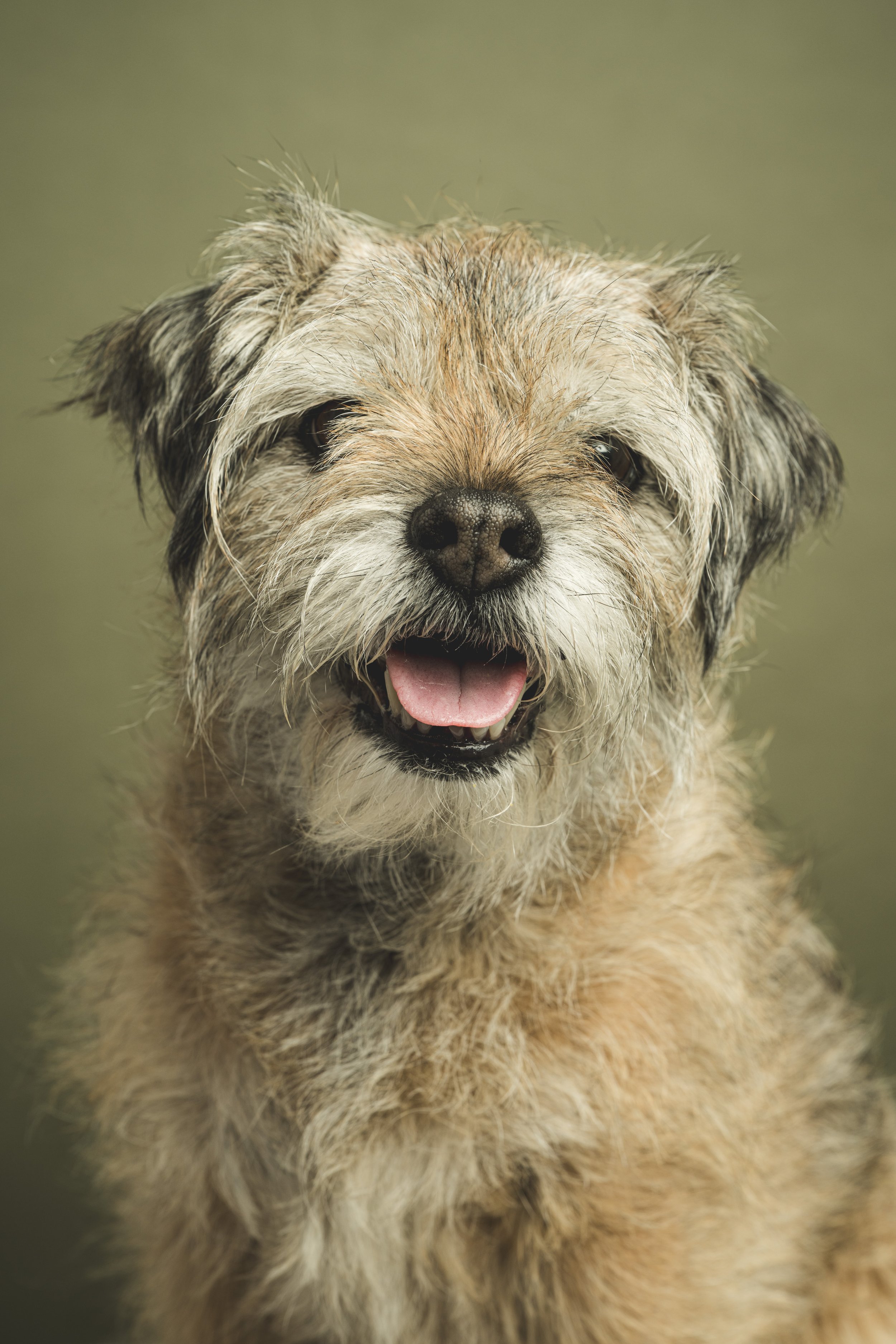 Studio portrait of Fawn, a light-coated Border Terrier, against a soft green