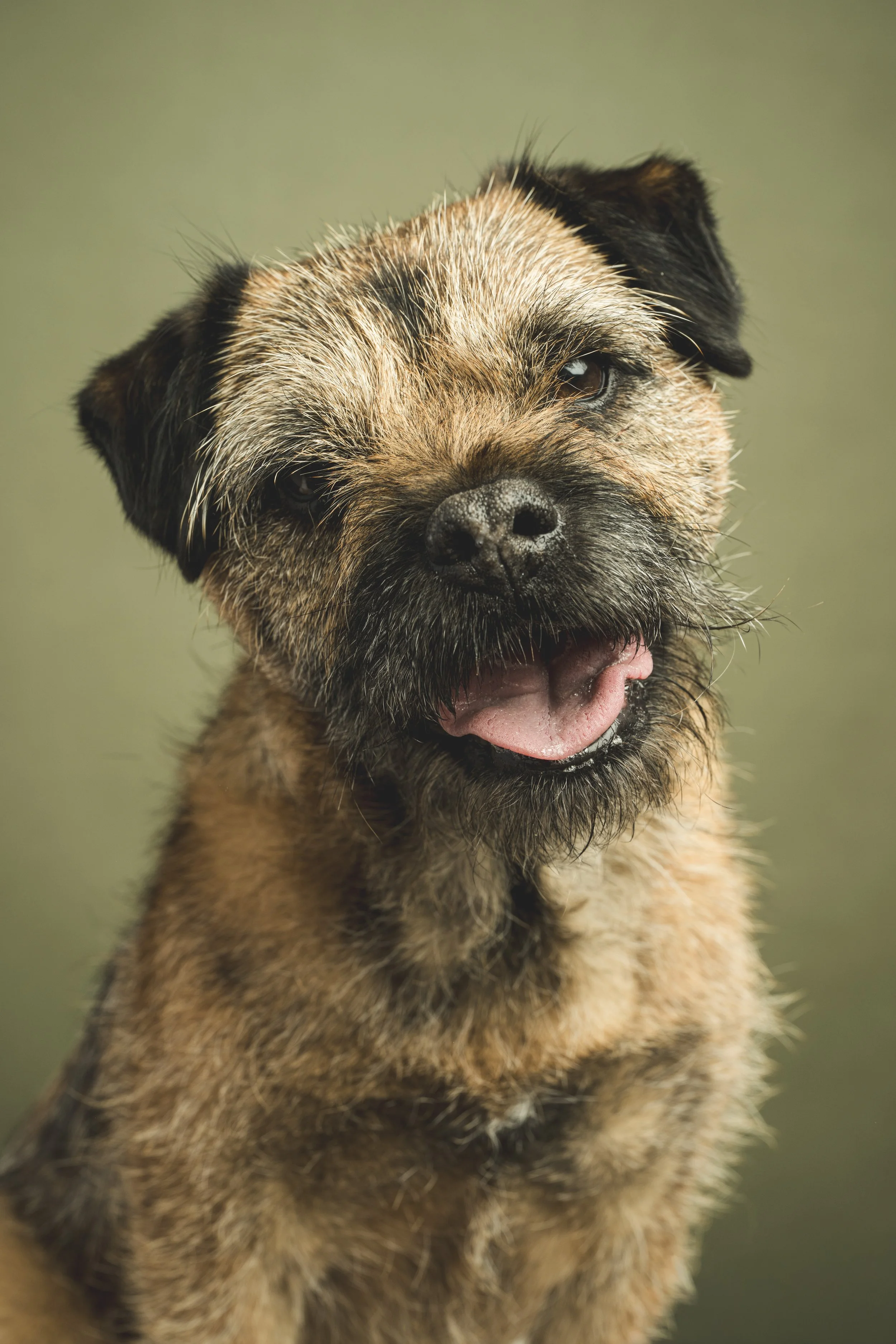 Portrait of Willow, a Border Terrier, with a playful head tilt and soft green