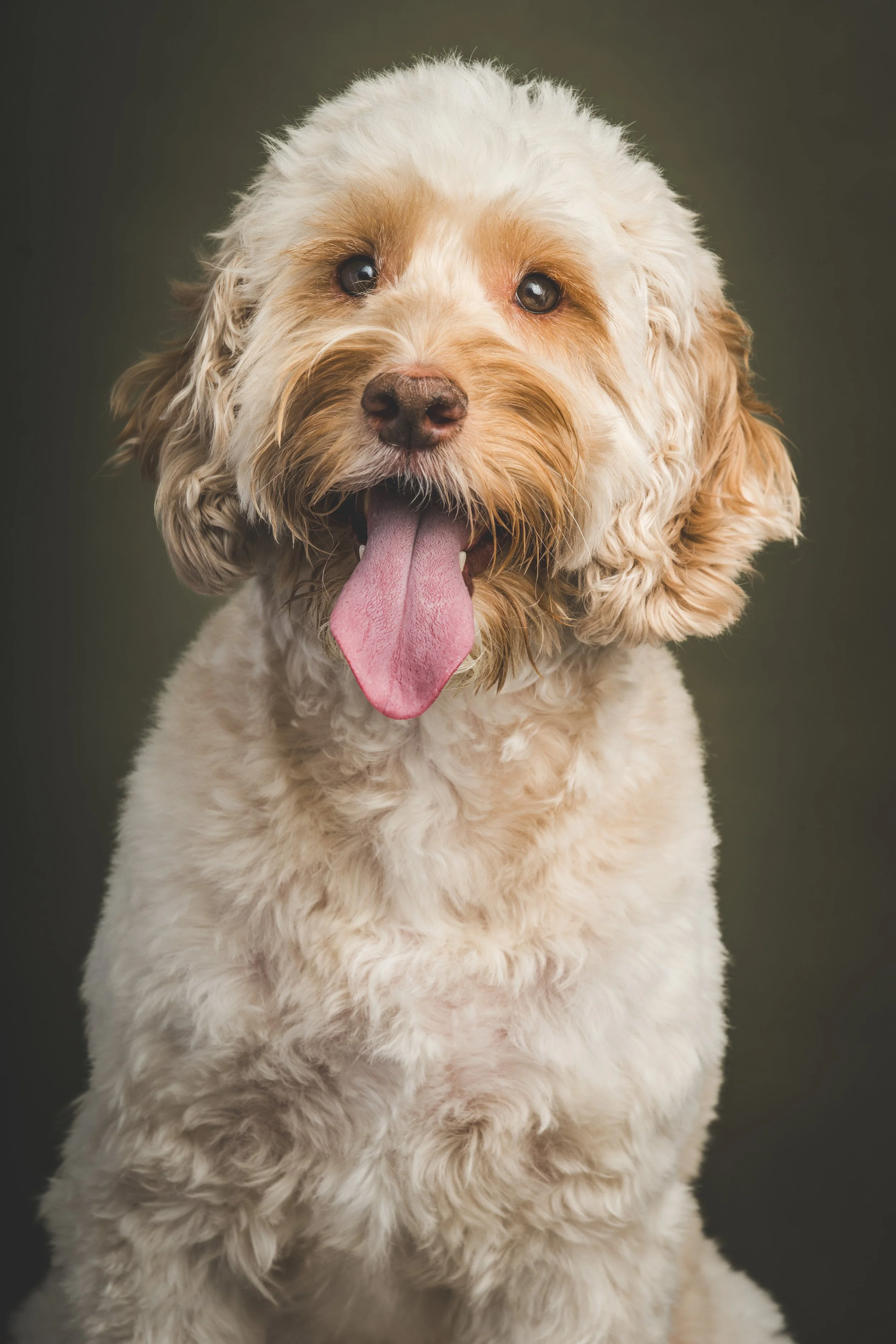 Cockapoo close-up showing textured fur and expressive eyes