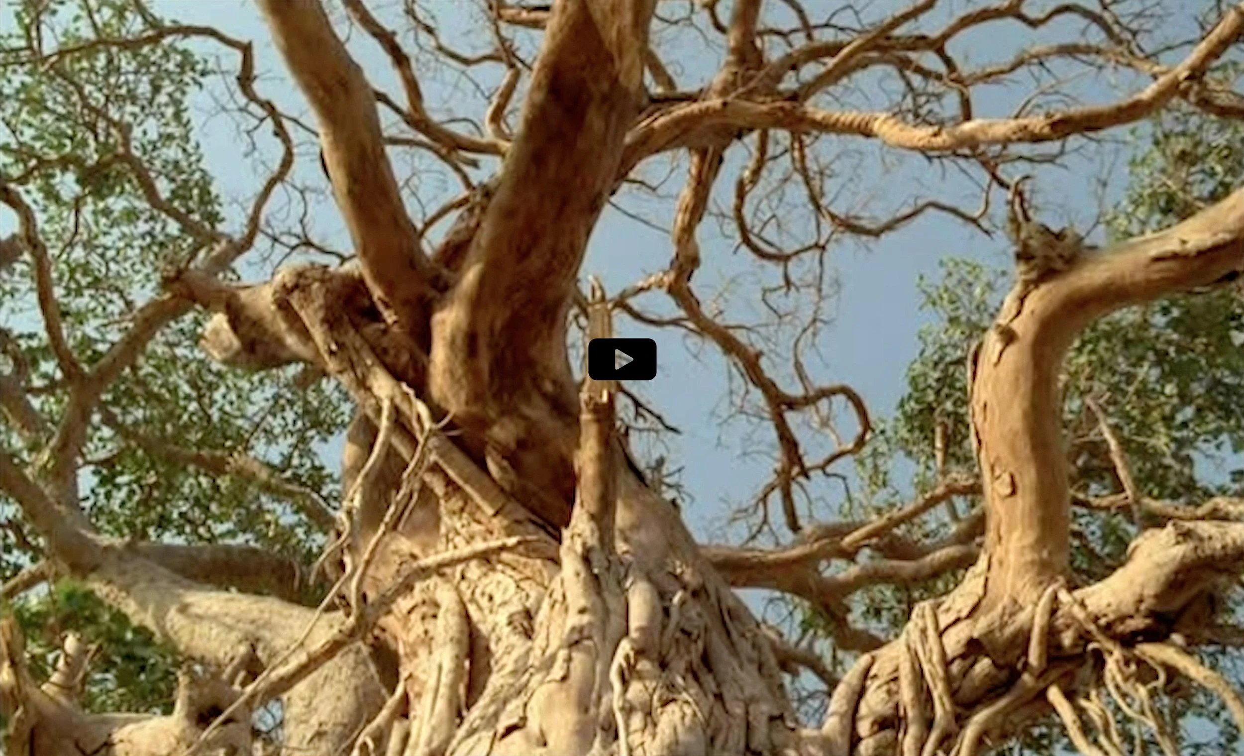 Untitled 1.1, 2022, Video Montage (Click image to play video)