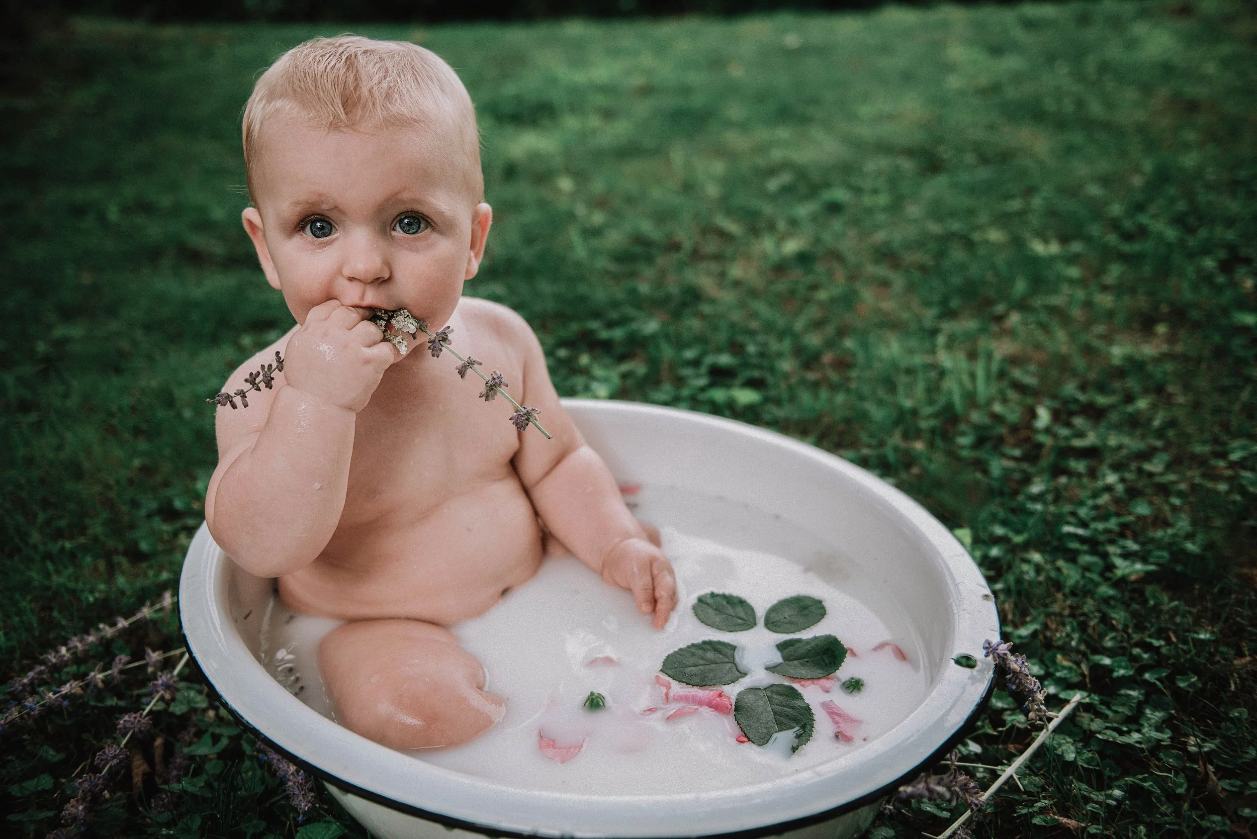 A young child sitting in a white basin filled with milk and rose petals outdoors, holding a sprig of lavender and looking at the camera. Milk bath session.