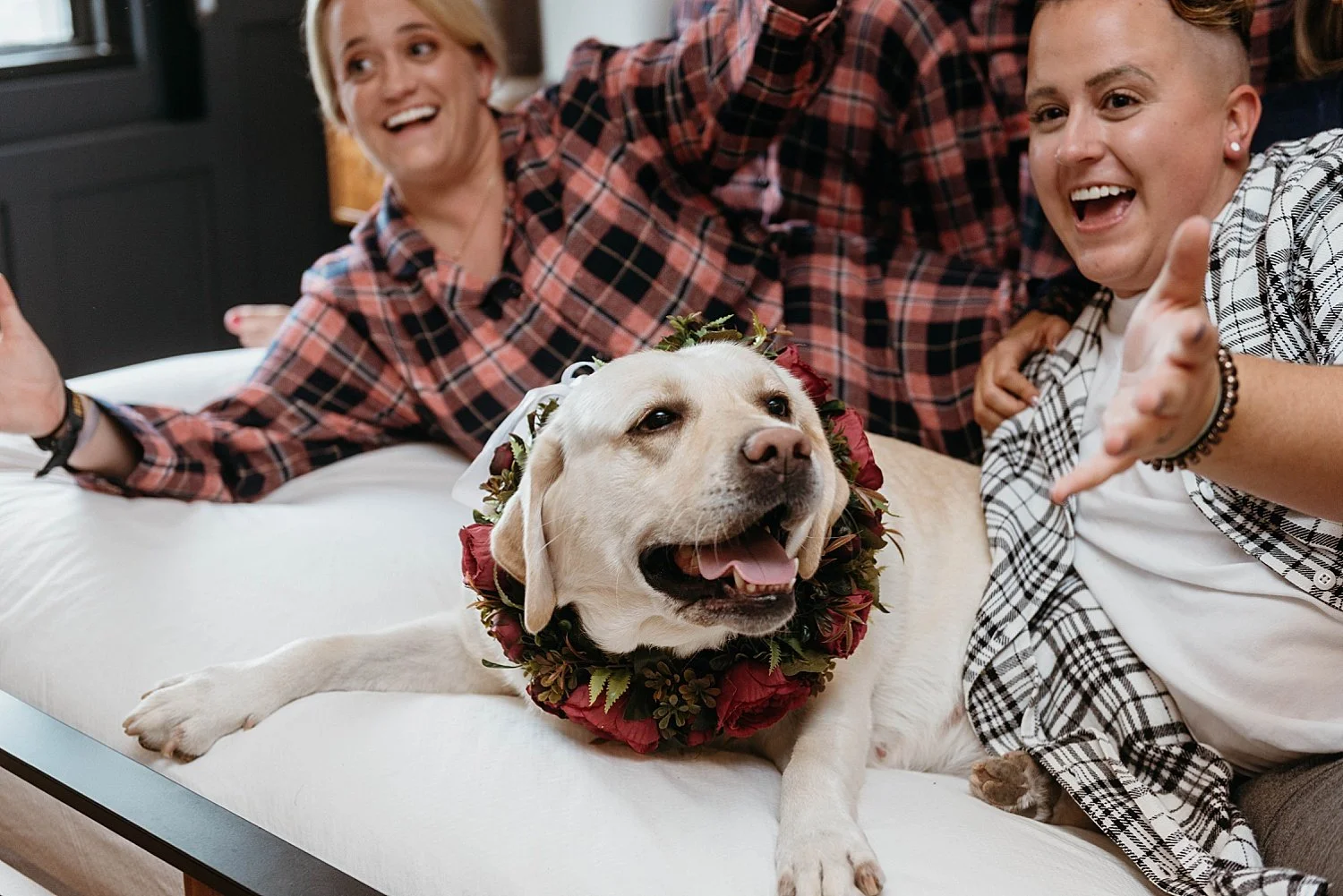 A yellow lab has a collar made of roses and greenery, to hold the rings for a wedding. She is on the bed with some people in flannel shirts.