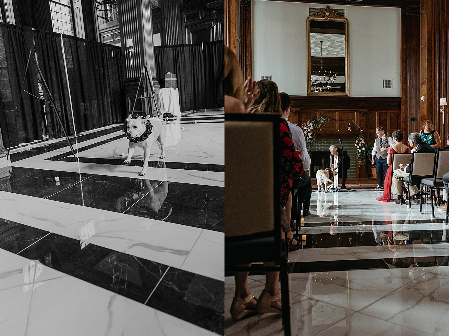 Dog with collar made of roses and greenery comes down the aisle at a wedding