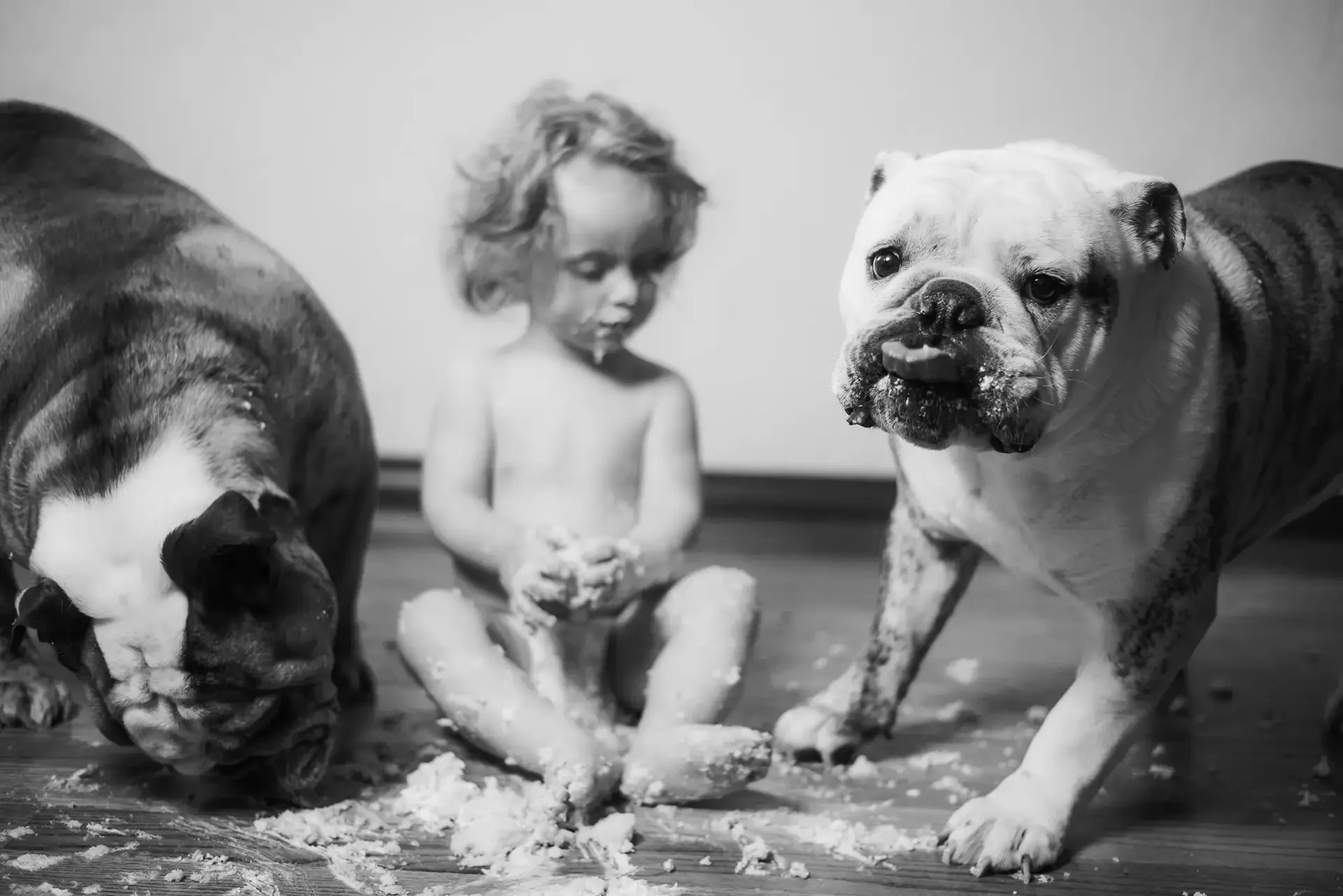 a one year old sits on the floor in the messy aftermath of a cake smash, there is frosting everywhere. two bulldogs are helping to clean it up, one looks directly at camera. 
