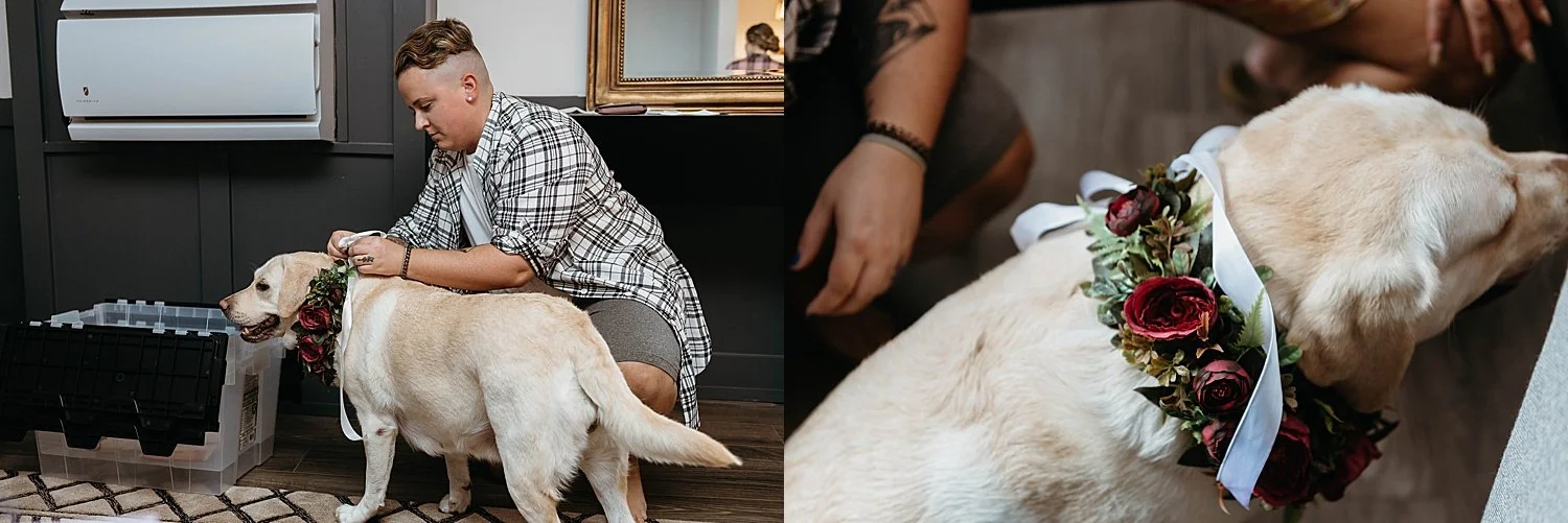 trans man affixes a collar of roses and greenery to his dog, who will be the ring bearer in his wedding.