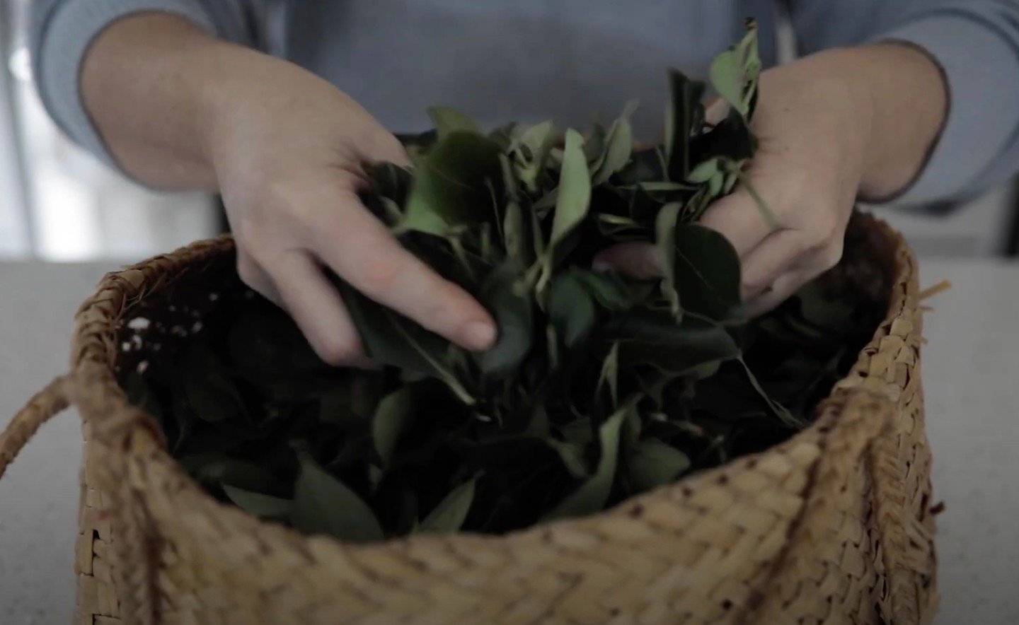 Over two years ago, we embarked on a journey to nurture the growth of approximately 1000 kawakawa plants nestled within regenerative bush in Tamahere. Under the nurturing care and amidst the ideal environmental conditions, these plants have flourishe