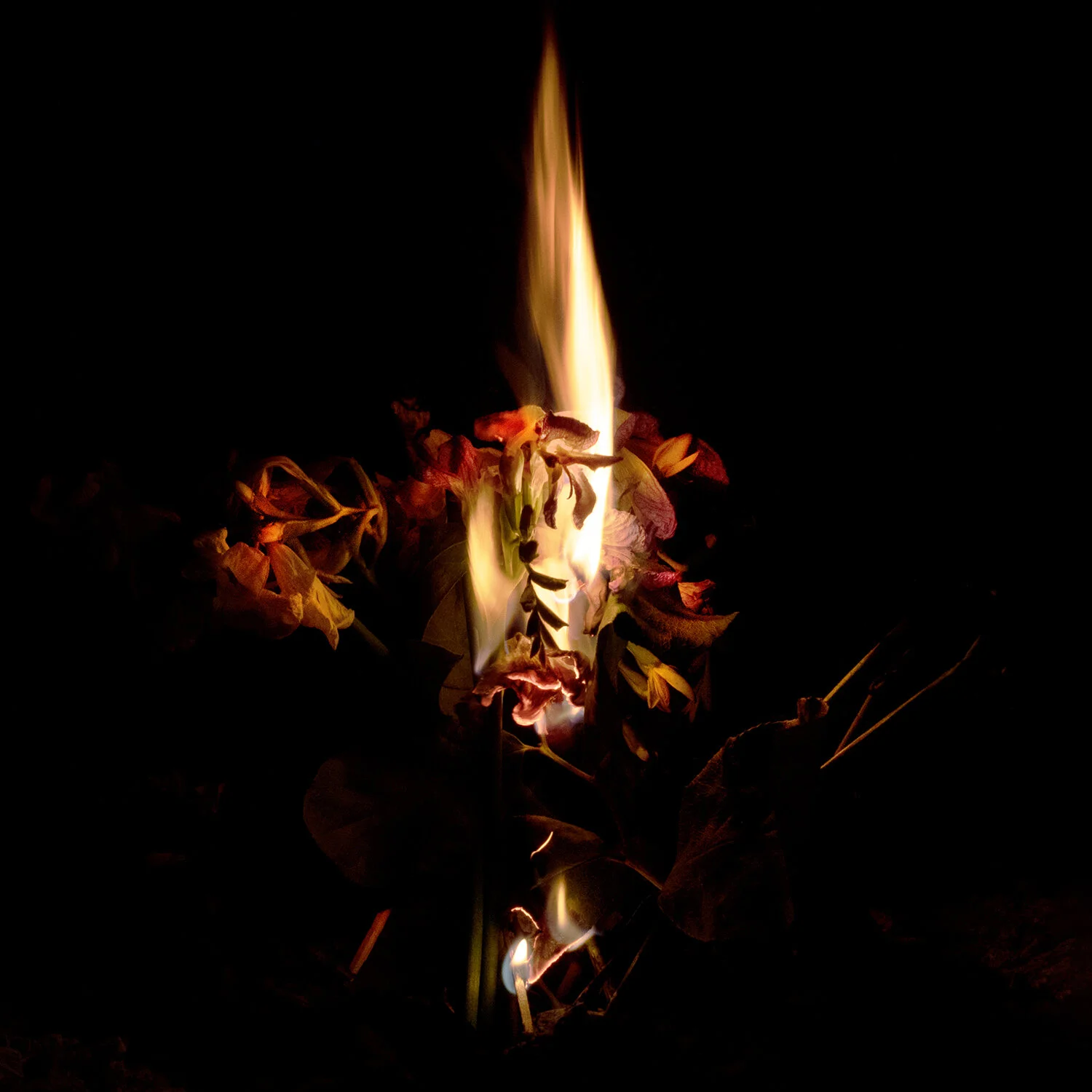 2S8A5870ps medium 2 copy web.jpg