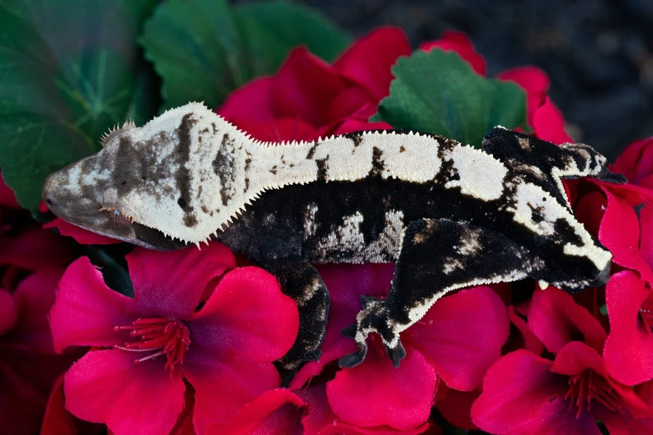 Black Ice x Cache - Produced by Celestial Exotics & Rocky Hill Geckos