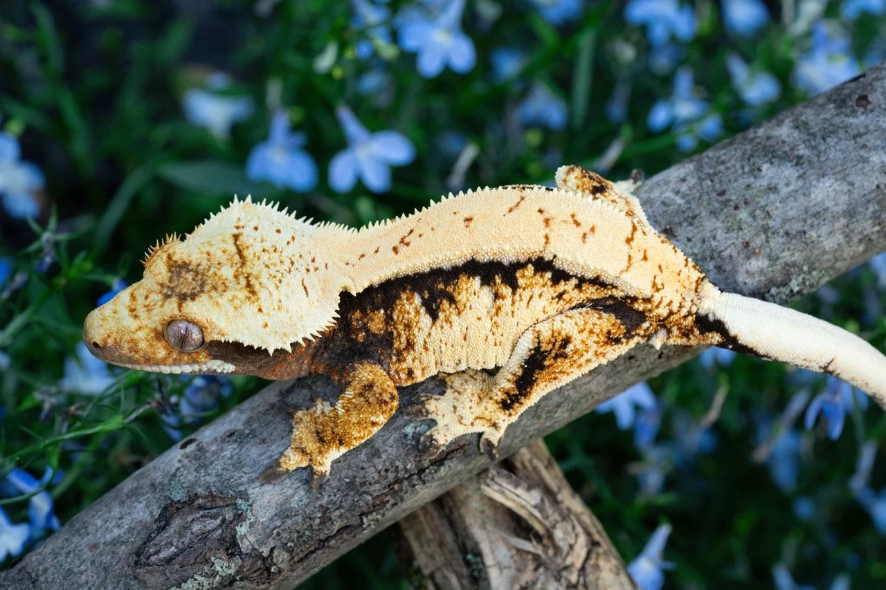 Cassiopeia (Mockingbird x Bee) Produced by Celestial Exotics