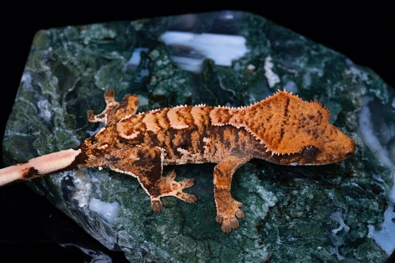 misery business-2-2 Large.jpeg