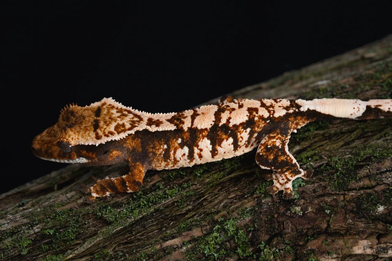 Smigma x Queens Gambit (SmQG25-6) Produced by Celestial Exotics