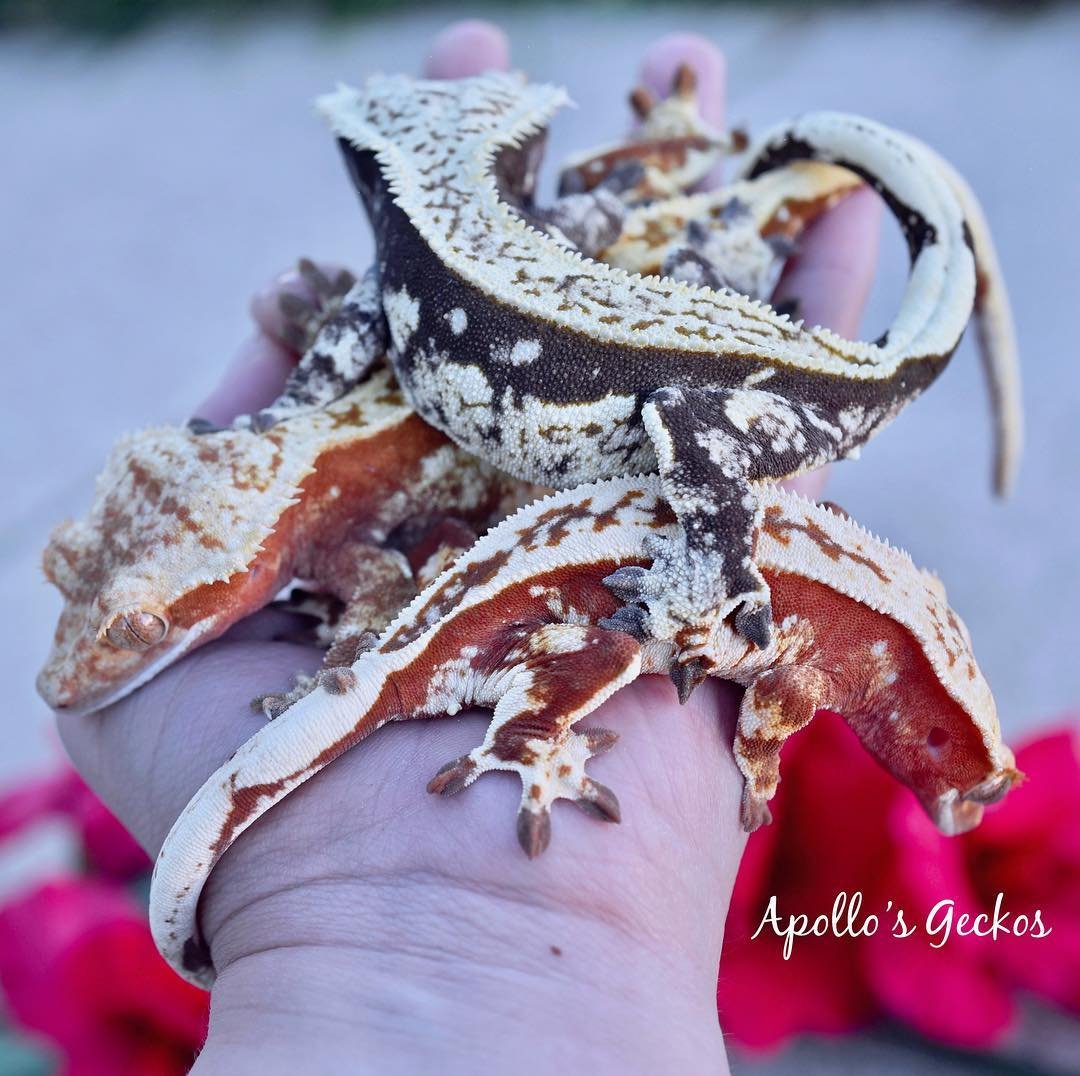 halcyon and kids .jpg