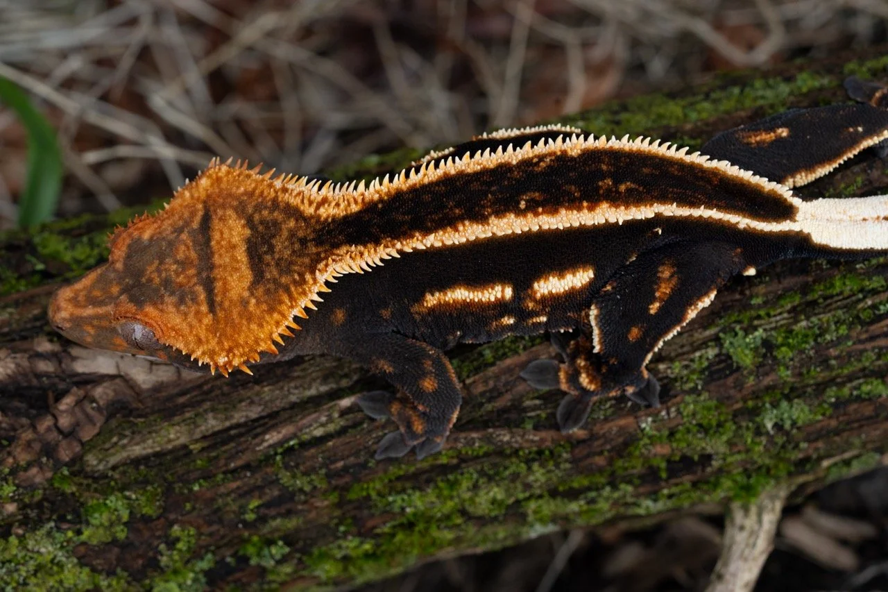 Midna (Marisol x Nulo) Produced and Owned by Celestial Exotics