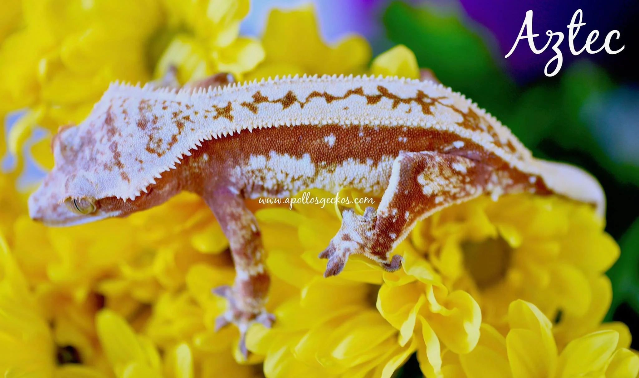 Aztec (Clove x Halcyon) Produced by Apollo's Geckos