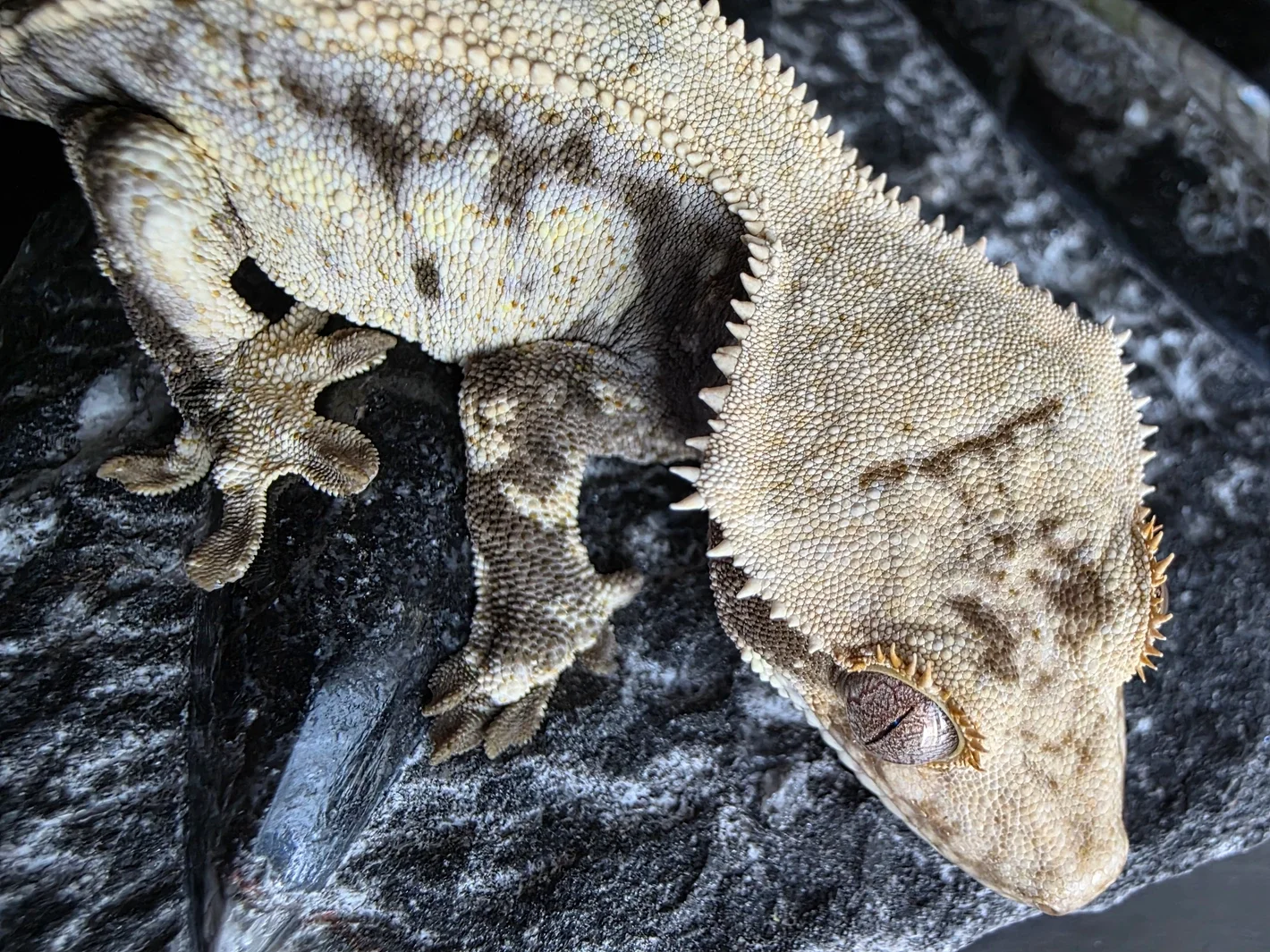 Caribou Lou X Amunet 6.webp