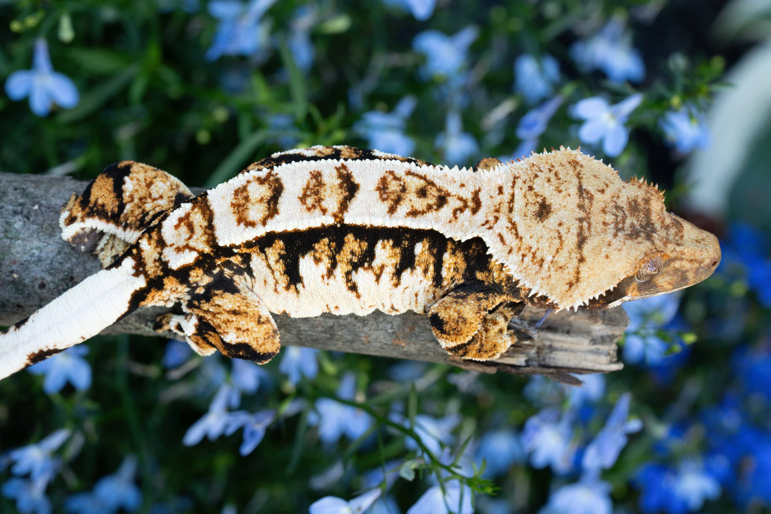 blankey BrFo24-1.jpeg