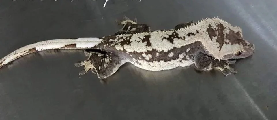 Sphinx (Pascal x Lady Rainicorn) Produced by Emily's Geckos