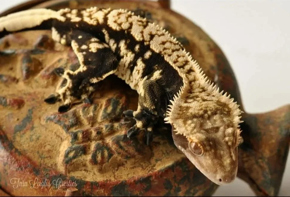 Hollerith (Chowder x Crescenza) Produced by Tara Leigh Cresties