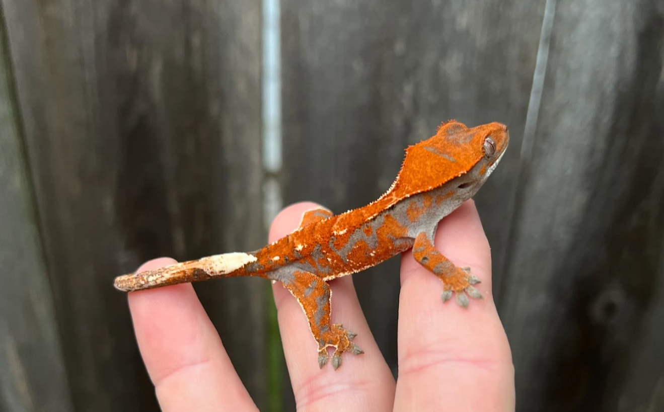 Kaluha x Carney - Produced by Celestial Exotics, Owned by Crestie Lords