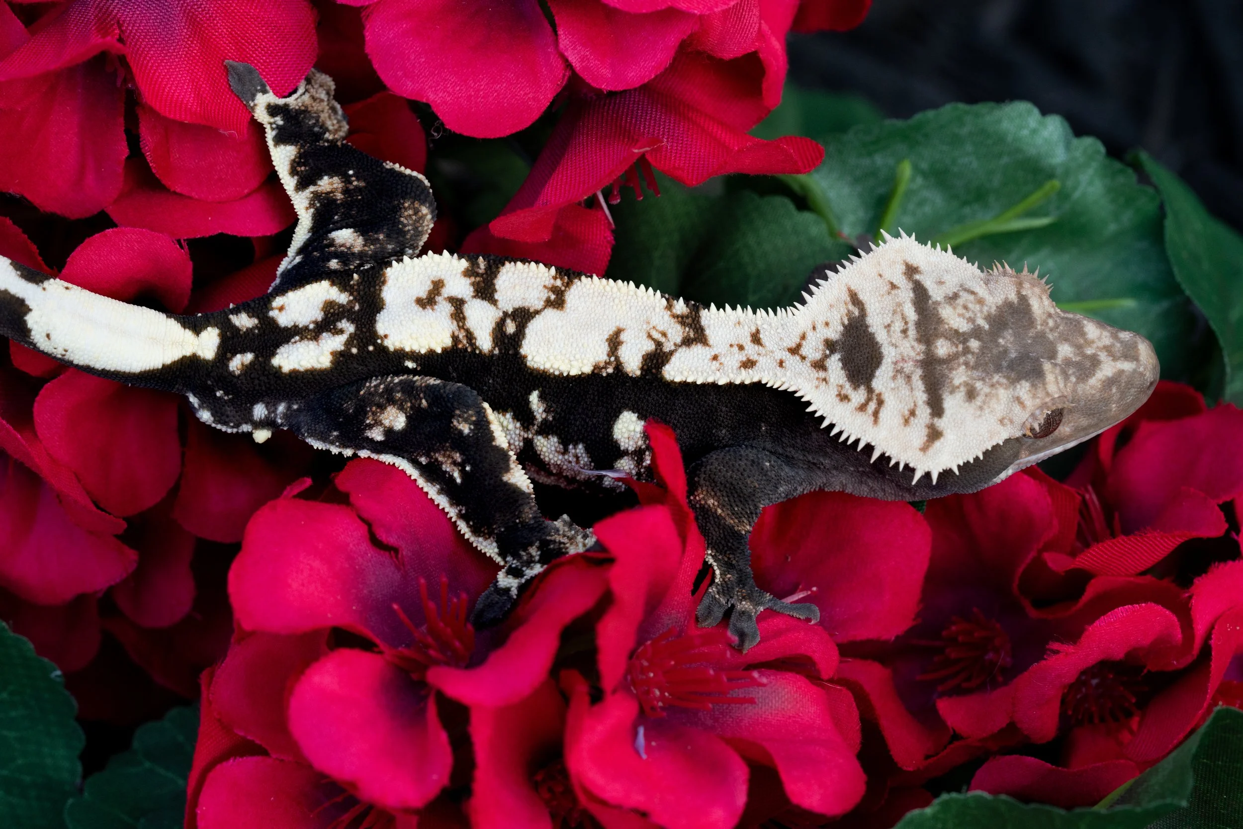 cache x lenore-1-3.jpeg