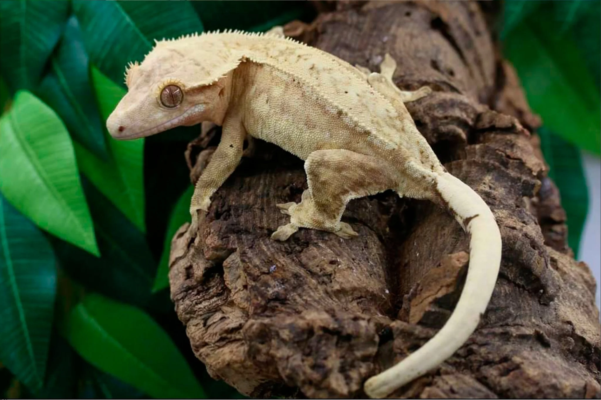 Lightning Bug - Produced by Emerald City Cresties (Stupe x Sparrow)