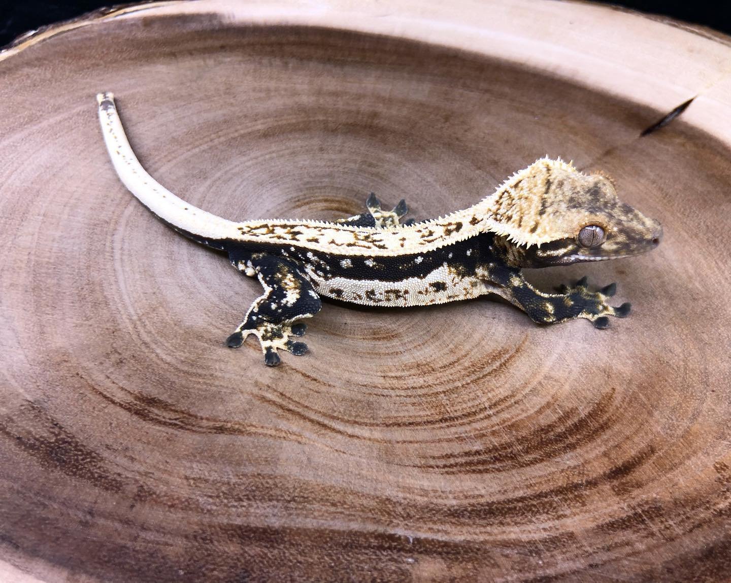 Benghazi (Eclipse x Sphinx) NC Scales