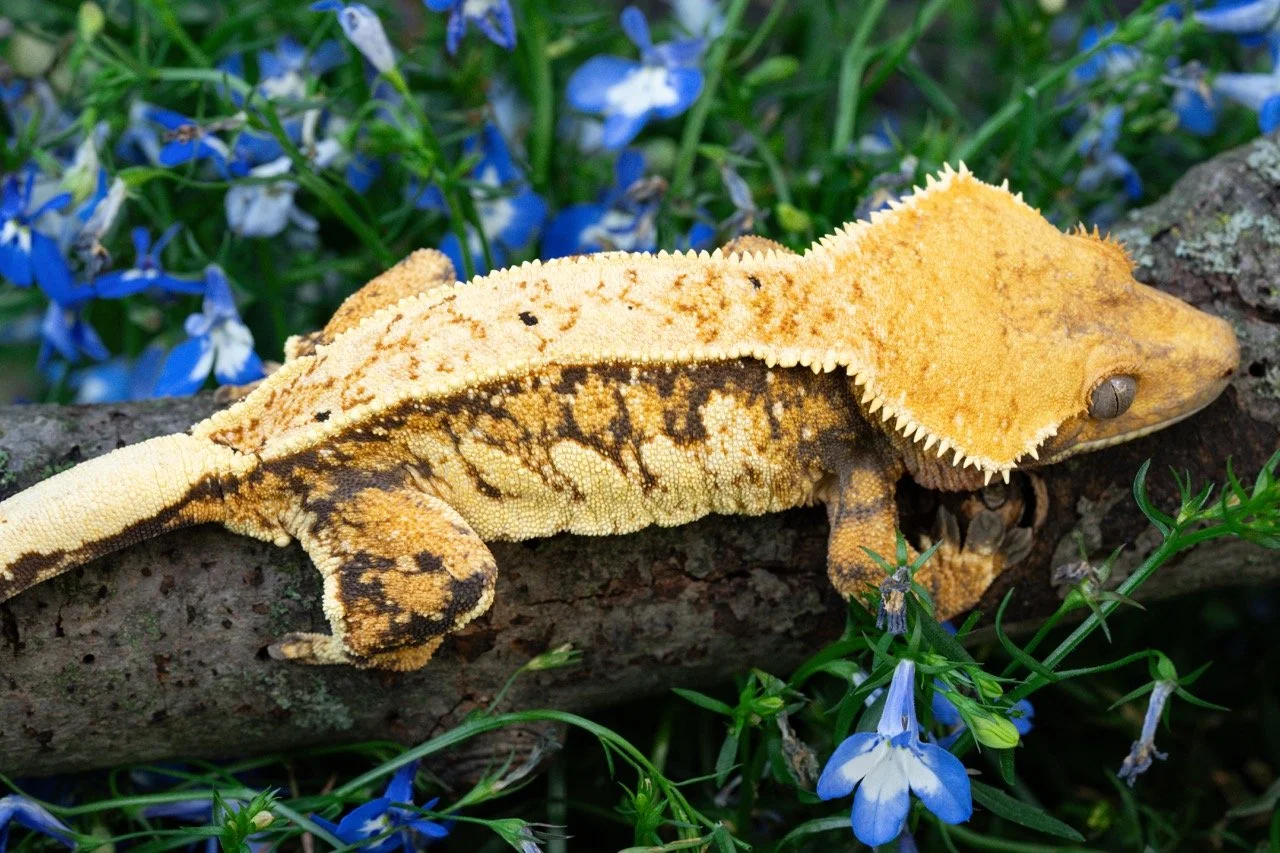 Rendezvous x Amenhotep (ReAm24-1) Produced by Celestial Exotics