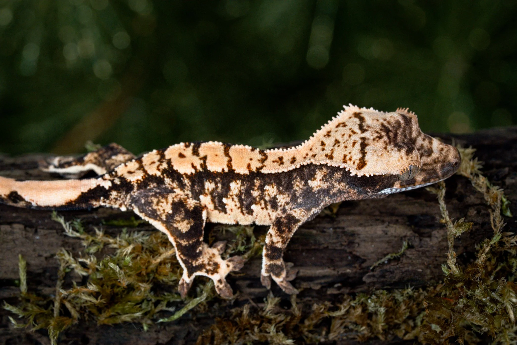 Coronation x Brain Rot (BRCo25-8) Produced by Celestial Exotics 