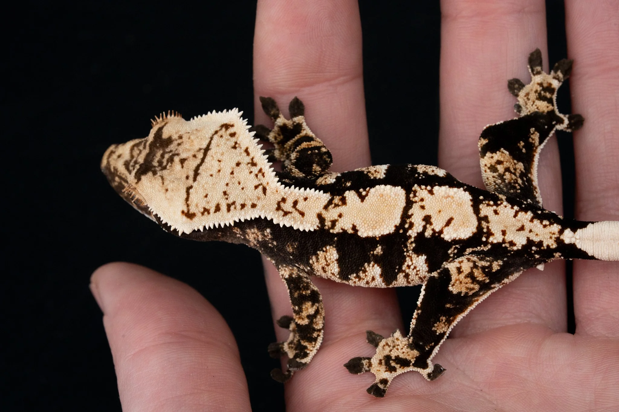Brain Rot x Coronation (BrCo25-4) Produced by Celestial Exotics 