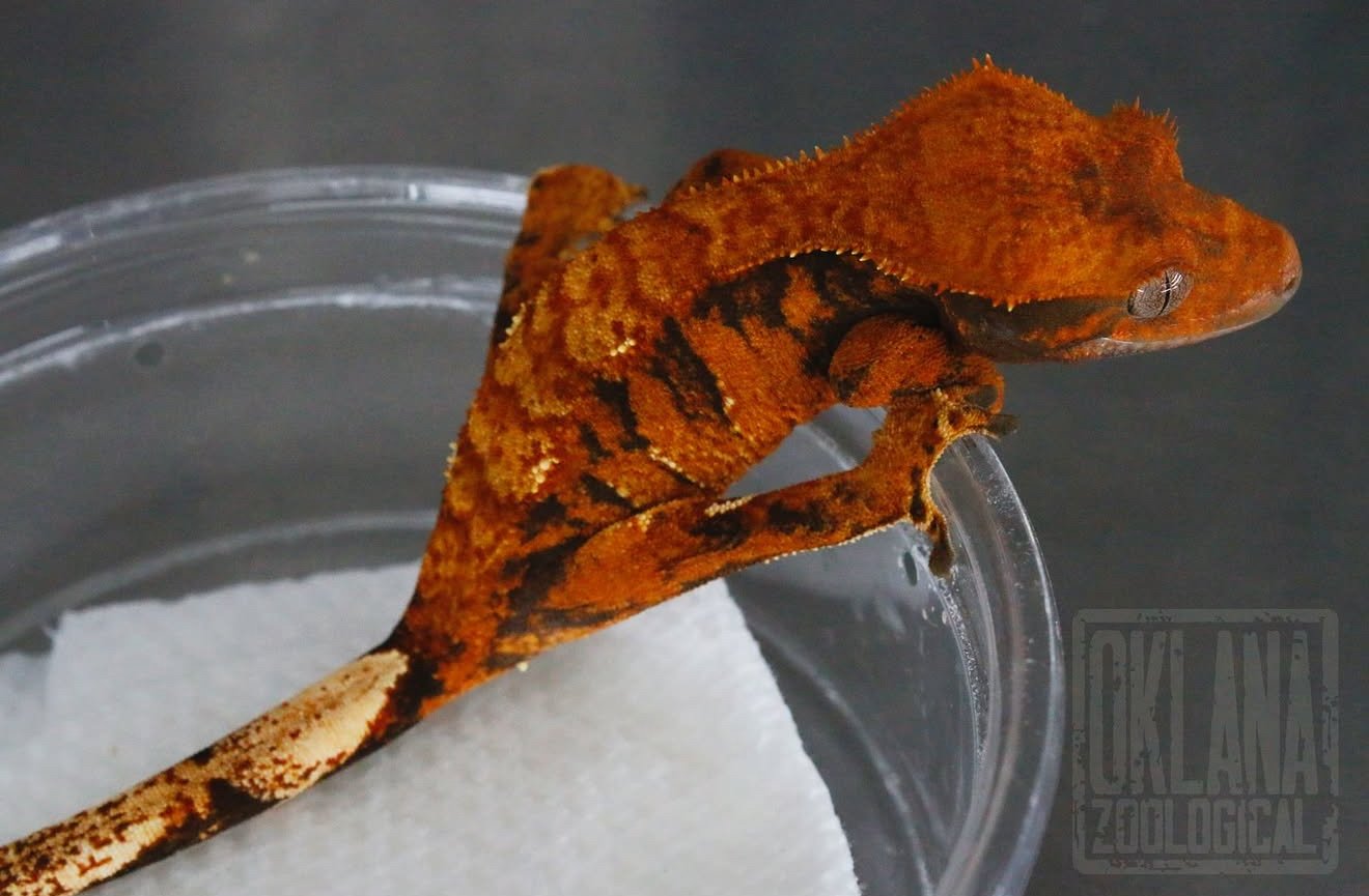 The Plot to Bomb the Panhandle (Marionette x Jigsaw) Produced by Celestial Exotics, Owned by Oklana Zoological