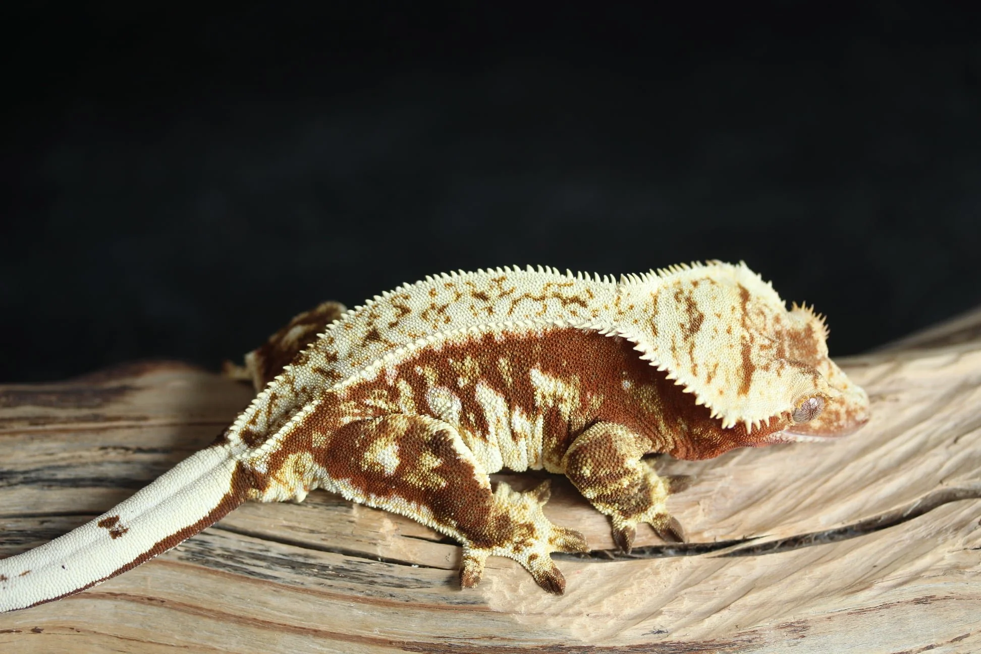 Serra (Merlotte x Iris) Produced by Sevachko Exotics
